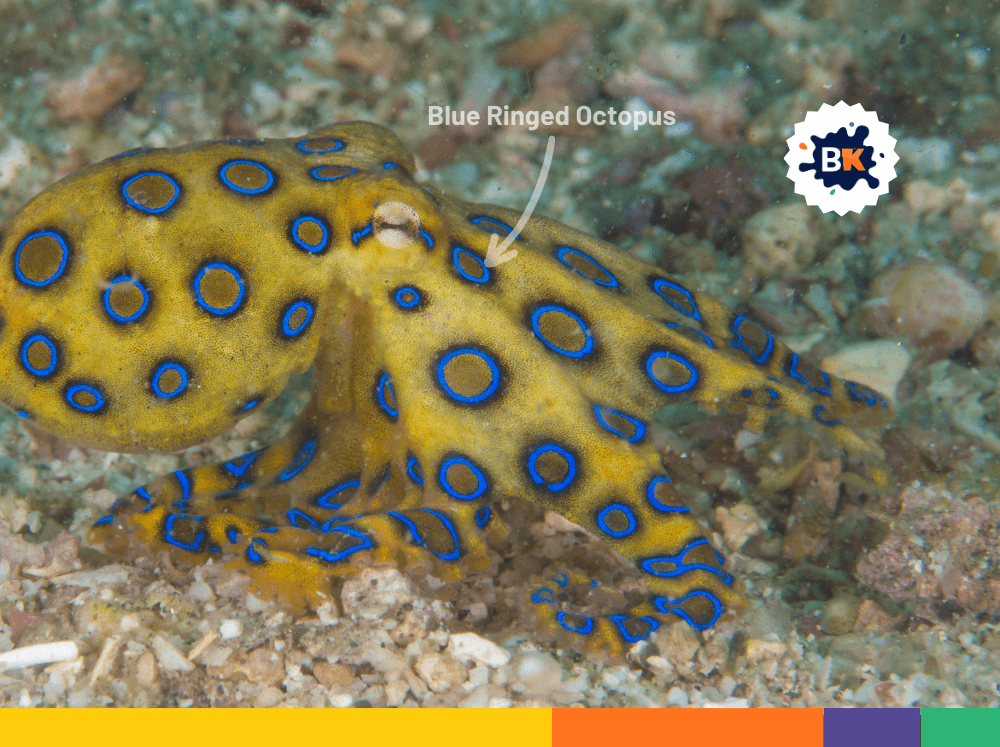 Blue-Ringed Octopus Blue-Ringed Octopus