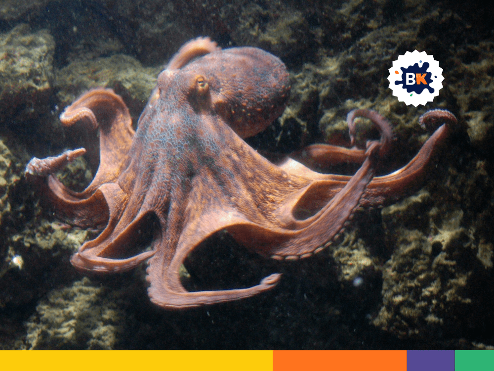 Octopus Species Octopus Species