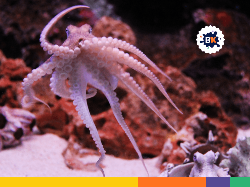 Octopus Evolutionary Strategies Octopus Evolutionary Strategies