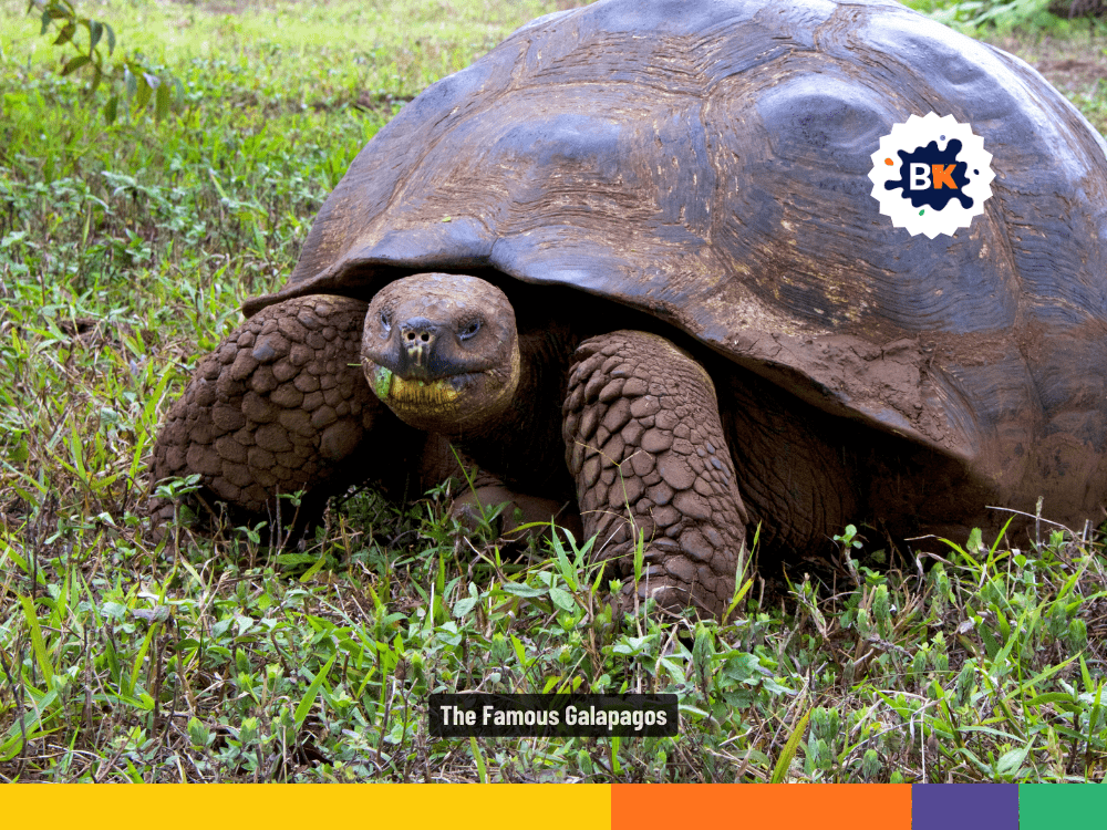 The Famous Galapagos The Famous Galapagos
