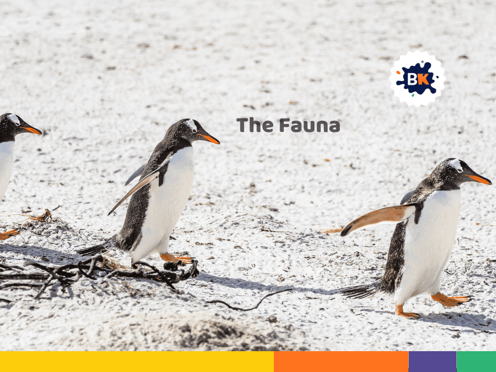 The Fauna The Fauna