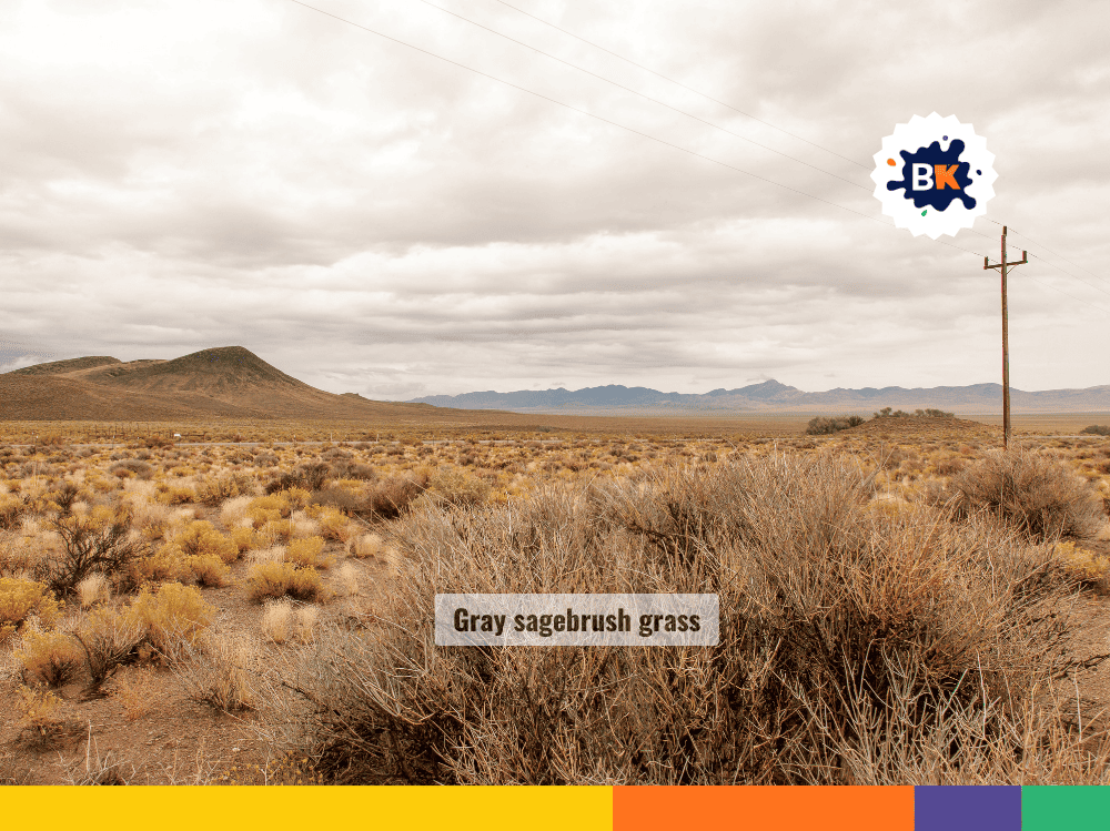 Gray Sagebrush Grass Gray Sagebrush Grass