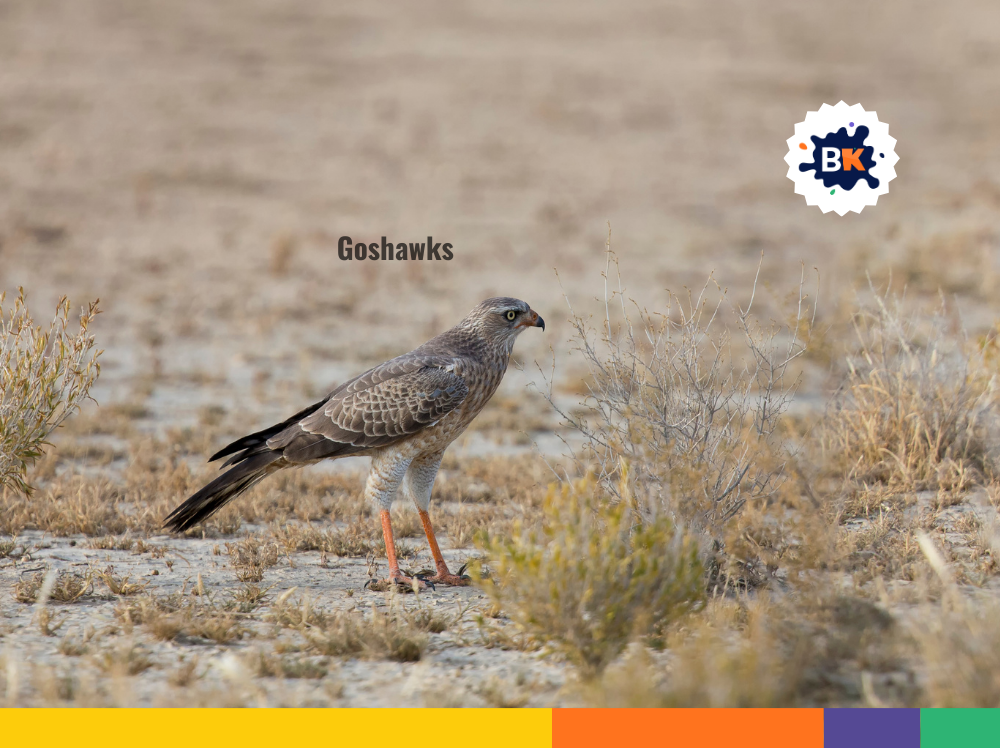 Goshawks Goshawks