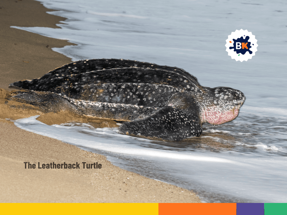Leatherback Turtle Of French Guiana Leatherback Turtle Of French Guiana