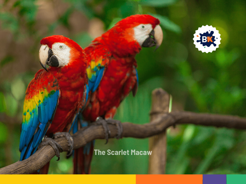 National Bird Of Honduras National Bird Of Honduras