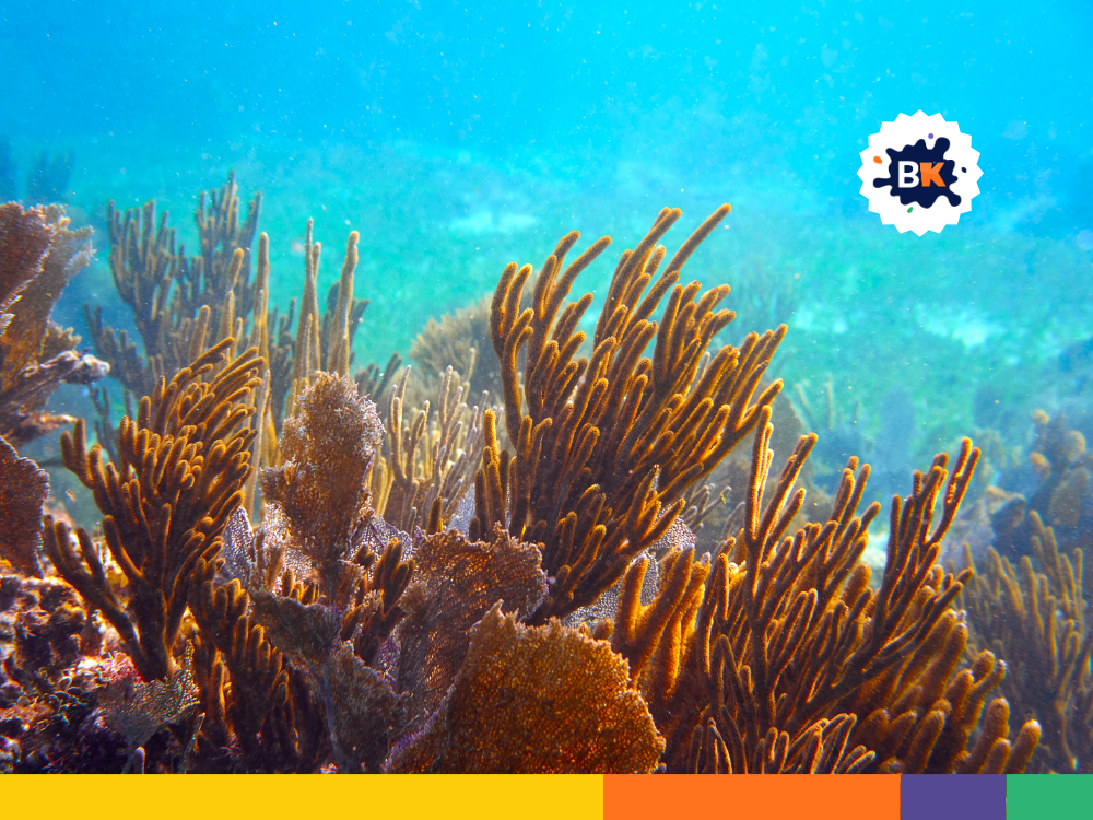 Barrier Reef Barrier Reef