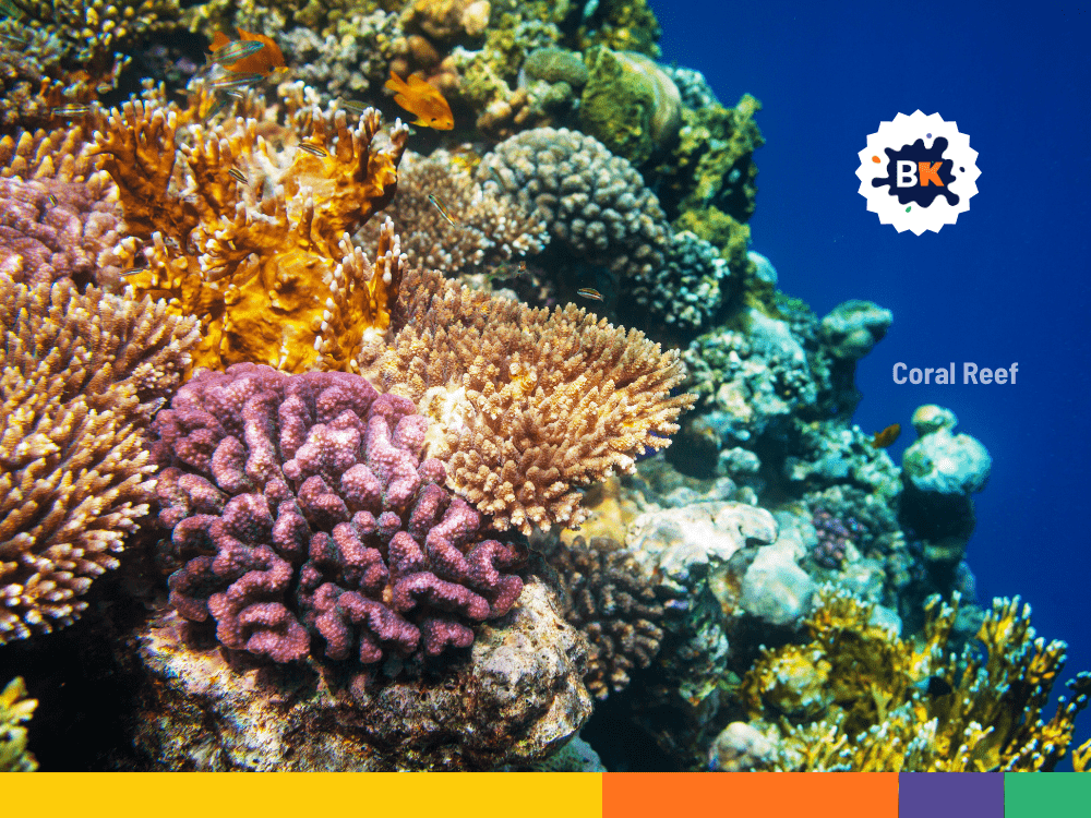 Coral Reef Coral Reef