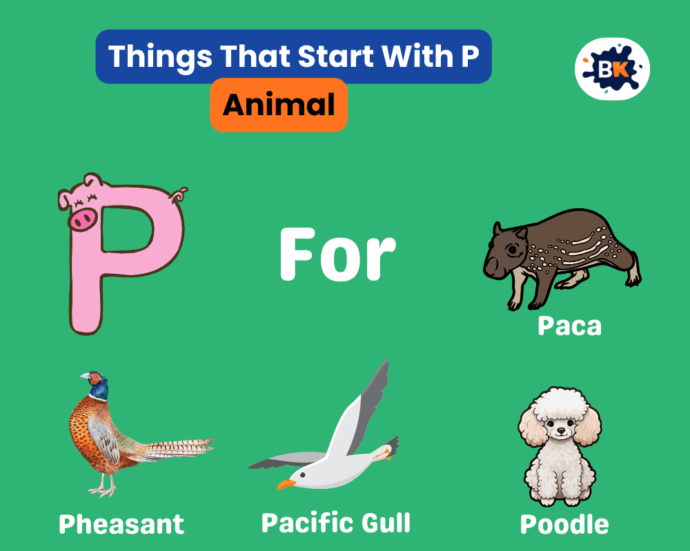 Things That Start With P