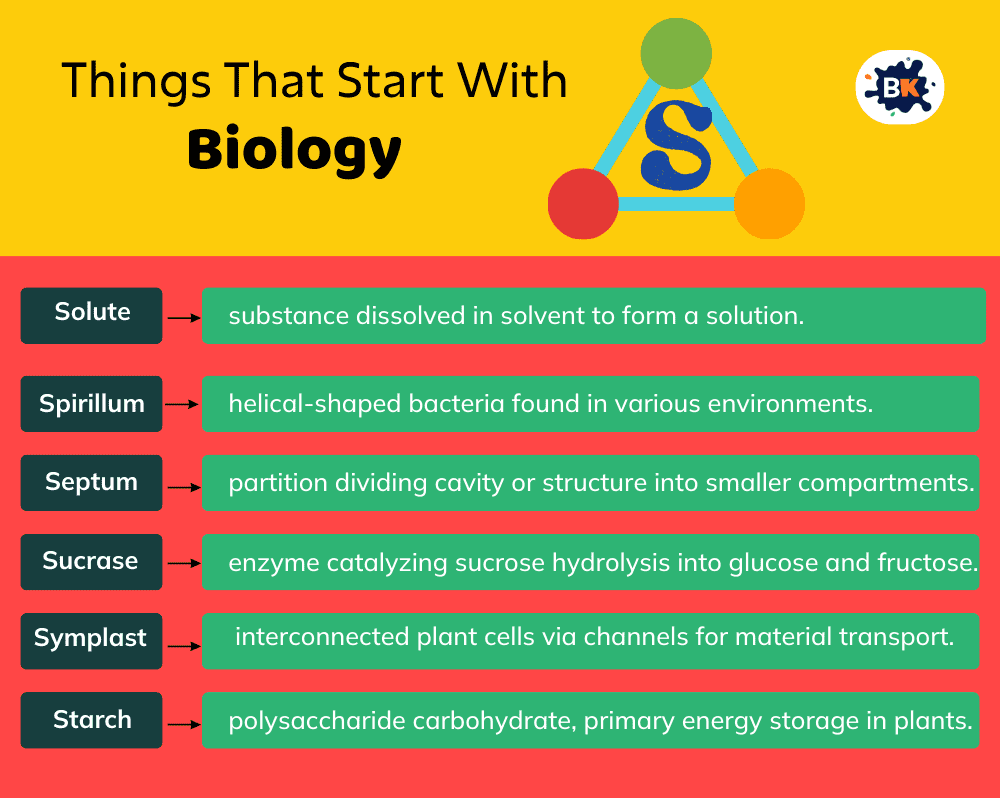 Things That Start With S