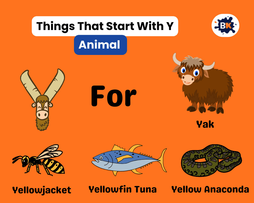 Things That Start With Y
