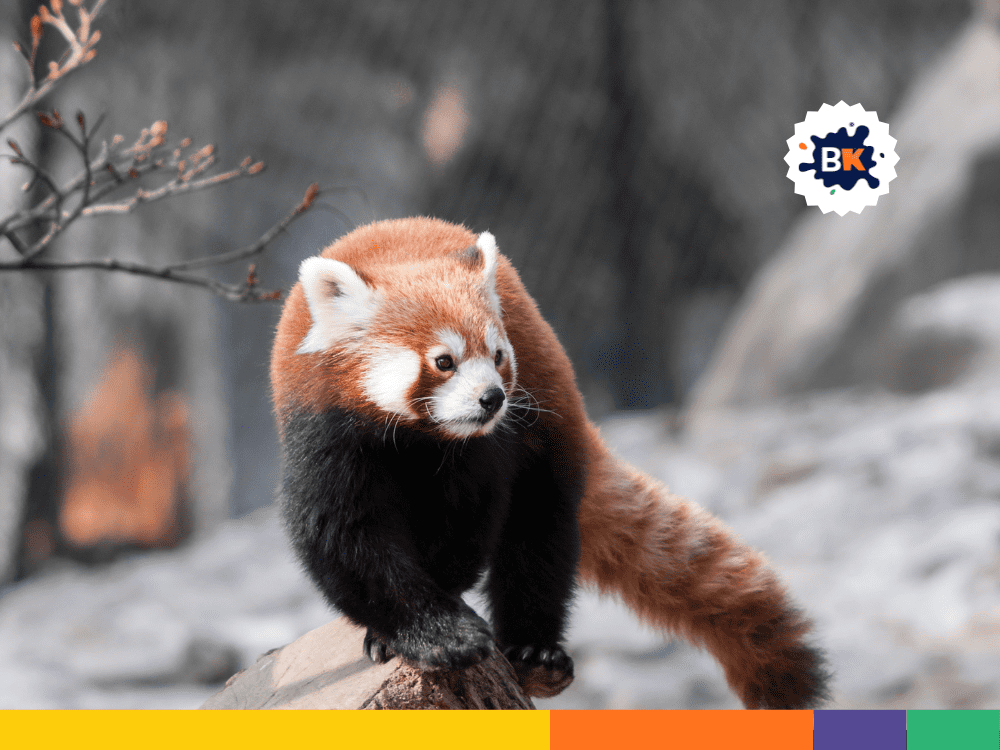 Threats To Survival Of Red Pandas Threats To Survival Of Red Pandas