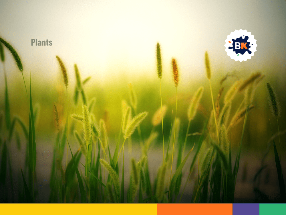 4,000 Species Of Plants in Nigeria 4,000 Species Of Plants in Nigeria