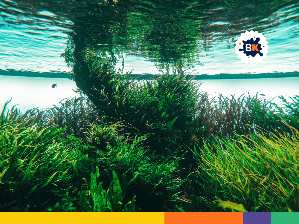 Algae Are Not Plants Algae Are Not Plants