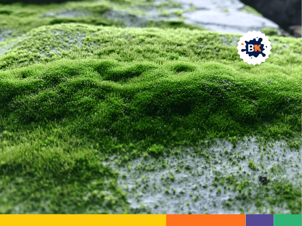 Algae Are Source Of Medicine Algae Are Source Of Medicine
