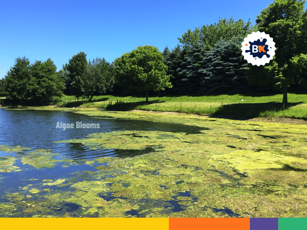 Algae Blooms Are Harmful Algae Blooms Are Harmful