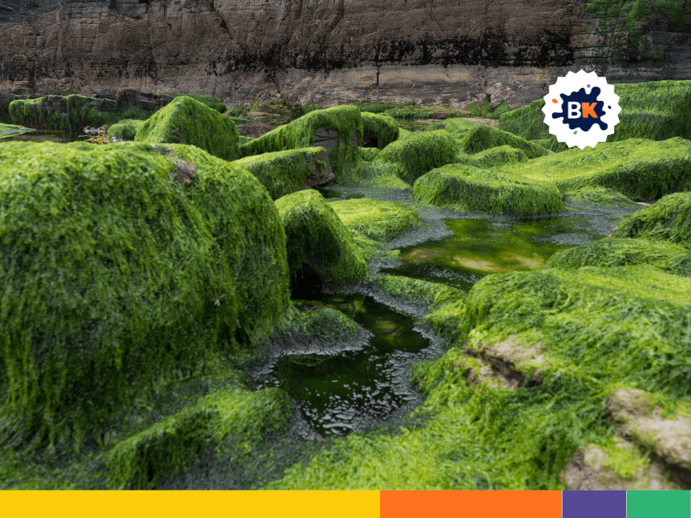 Algae In Food And Medicine Algae In Food And Medicine