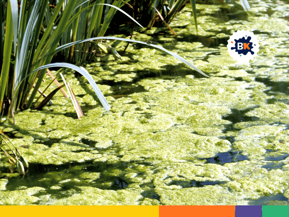 Algae Is Around Since Long Time Algae Is Around Since Long Time