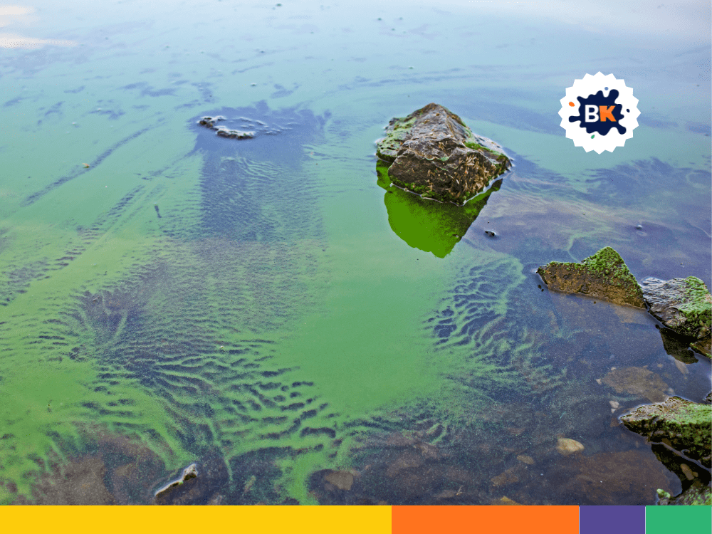 Algae Used In Bio-Based Materials Algae Used In Bio-Based Materials