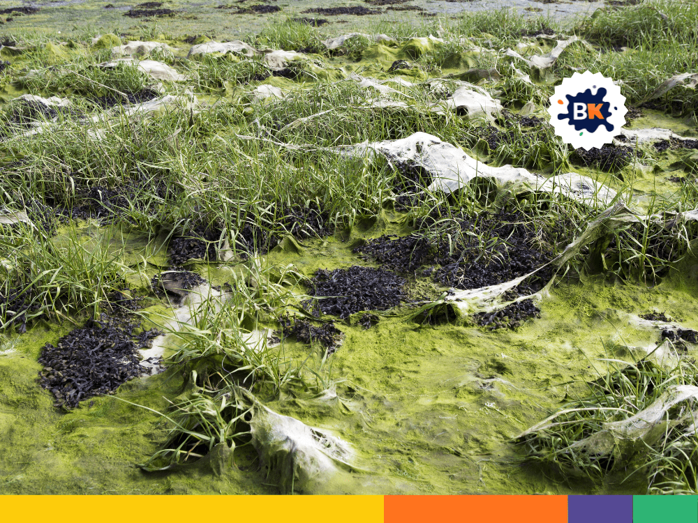 Algae vital for aquatic diets Algae vital for aquatic diets