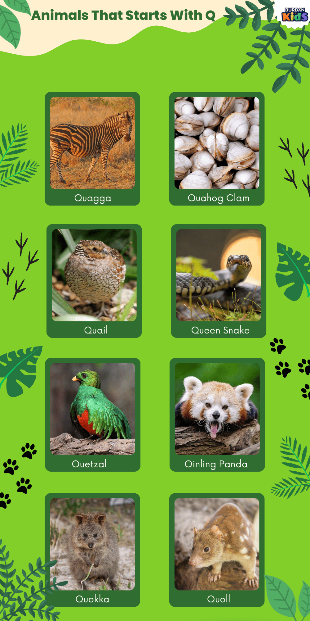 Animals That Starts With Q Animals That Starts With Q