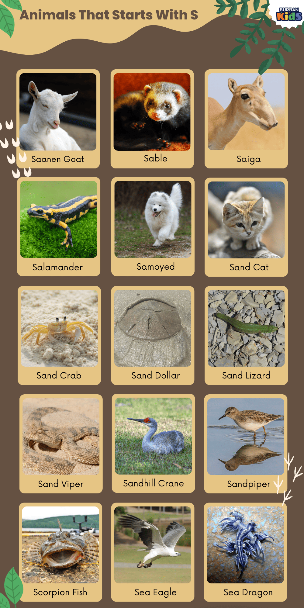 Animals That Starts With S Animals That Starts With S