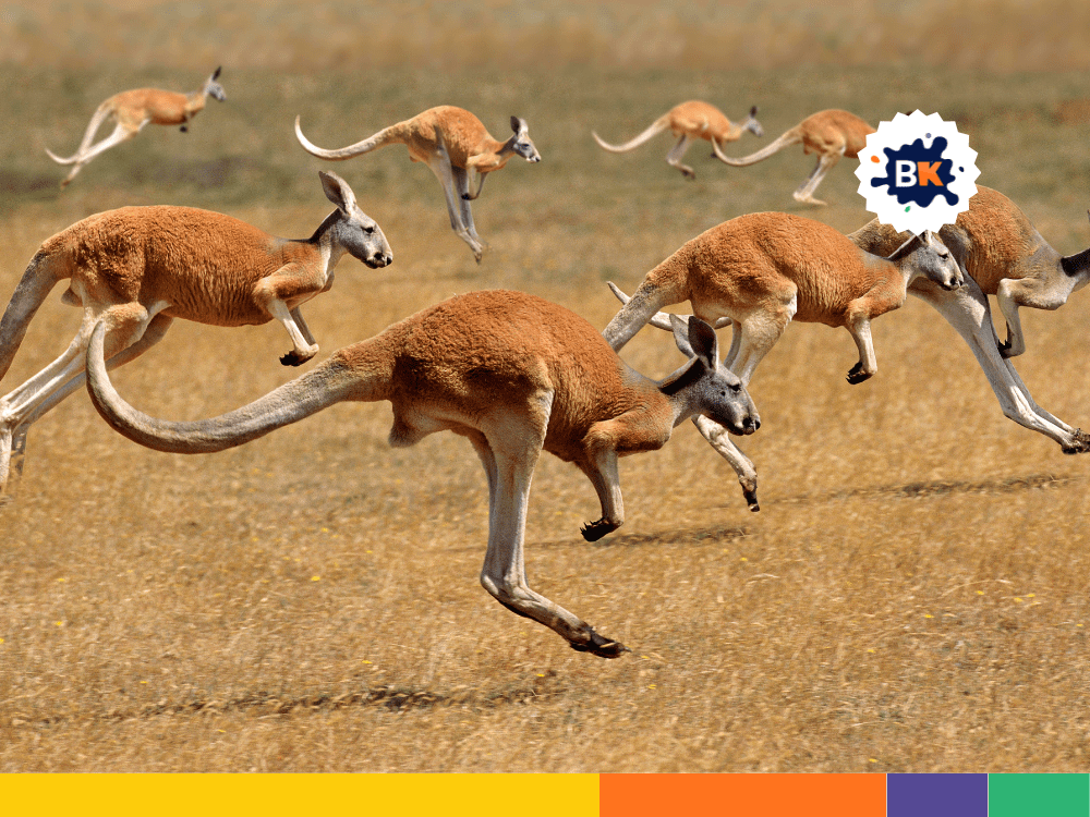 Antilopine Kangaroo's Troop Antilopine Kangaroo's Troop