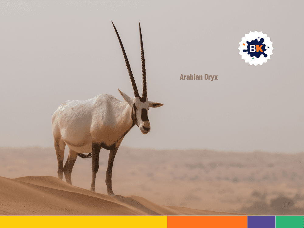Arabian Oryx Arabian Oryx