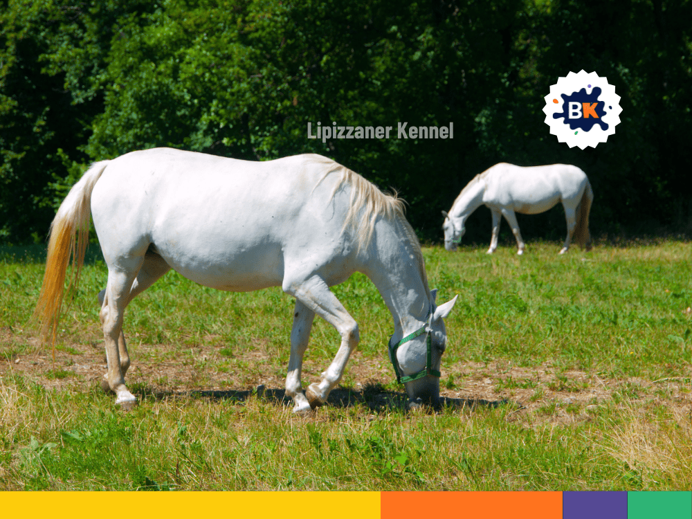 Austria’s Lipizzaner Kennel Austria’s Lipizzaner Kennel
