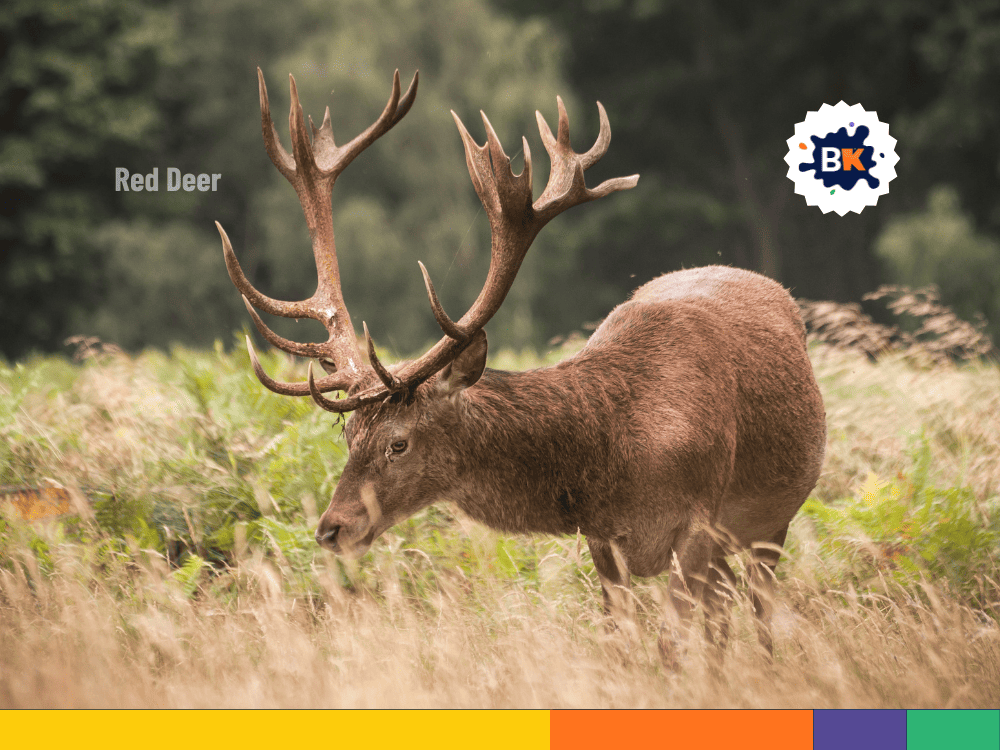 Austria’s Red Deer Austria’s Red Deer