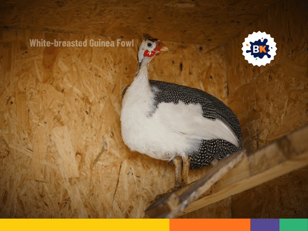 Birds of Liberia Birds of Liberia