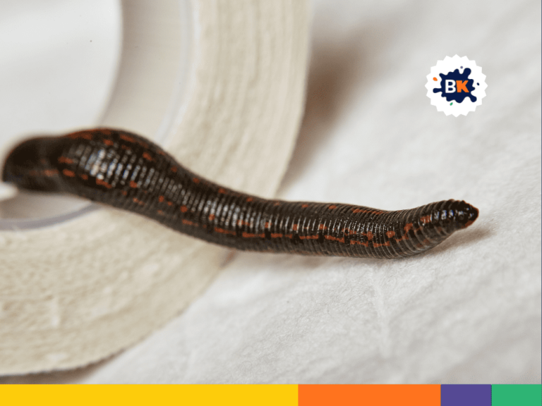 18 Leeches Facts: Discover the Truth About These Bloodsuckers