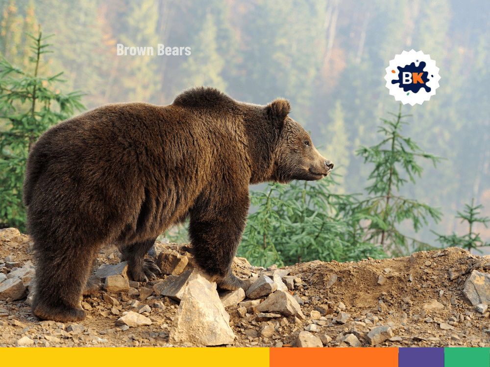 Brown Bears Of Slovenia Brown Bears Of Slovenia
