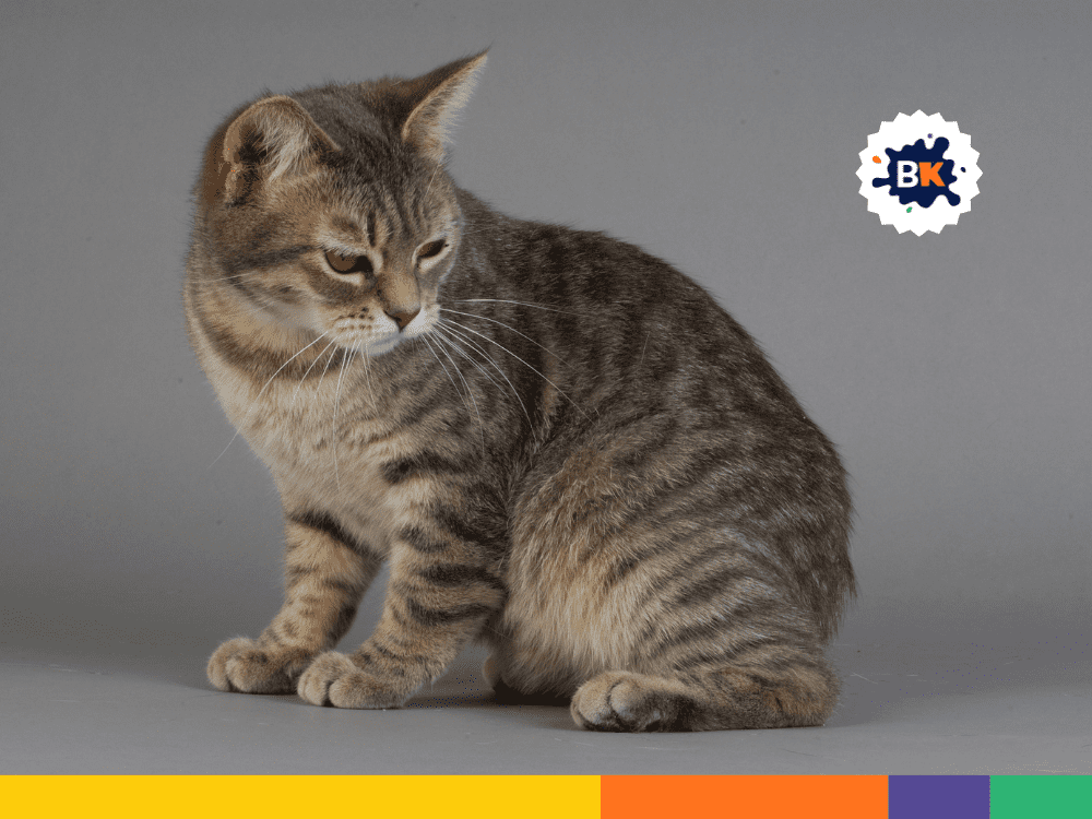 Cats in Isle Of Man have no tail Cats in Isle Of Man have no tail