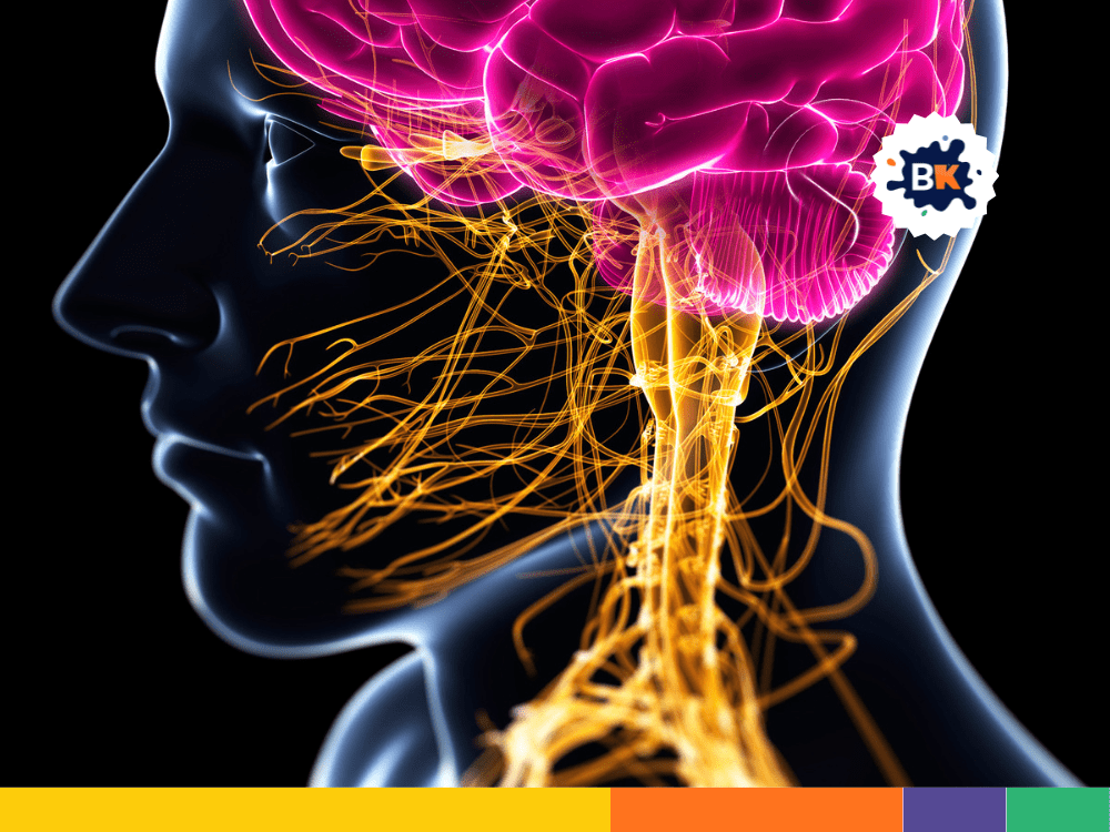 Central Nervous System Central Nervous System