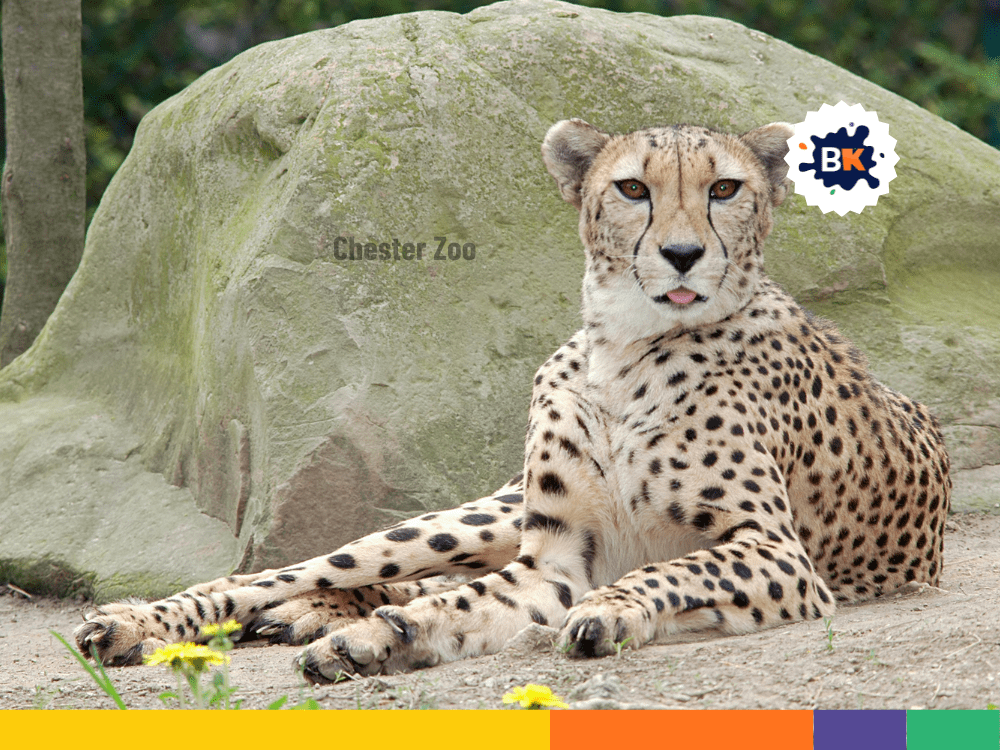 Chester Zoo Chester Zoo