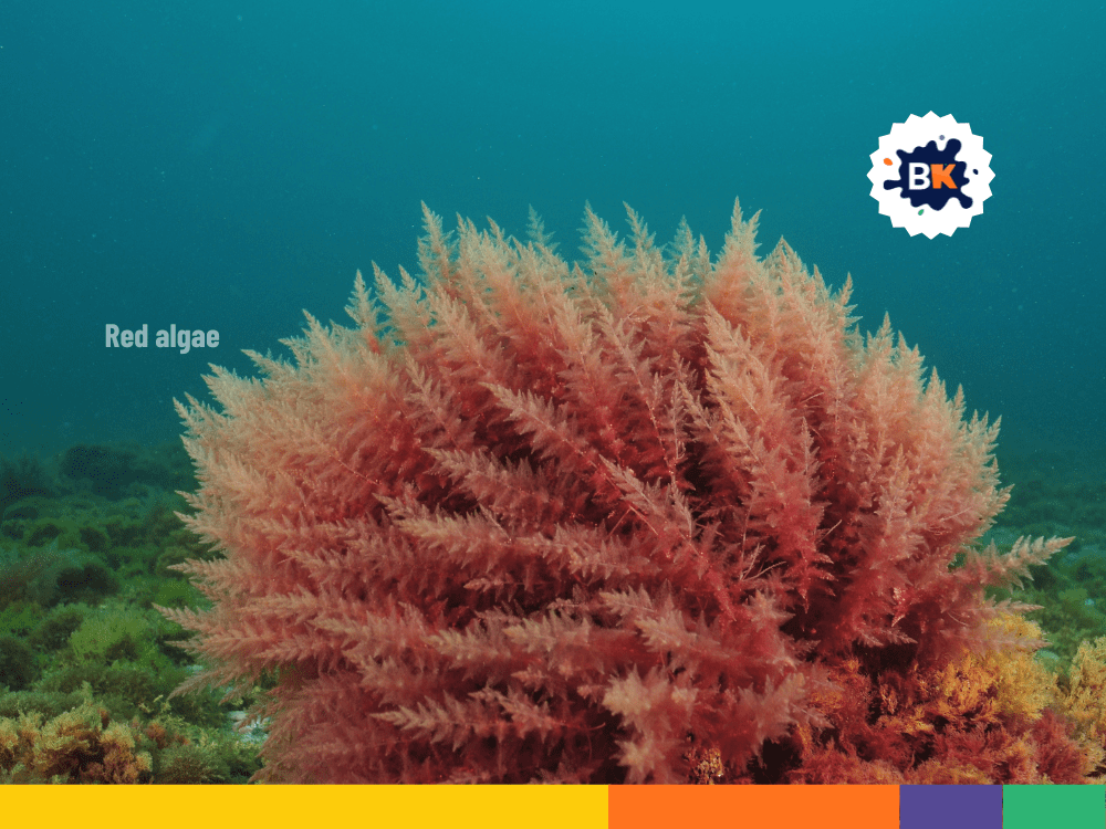 Colors Of Underwater Plants Colors Of Underwater Plants