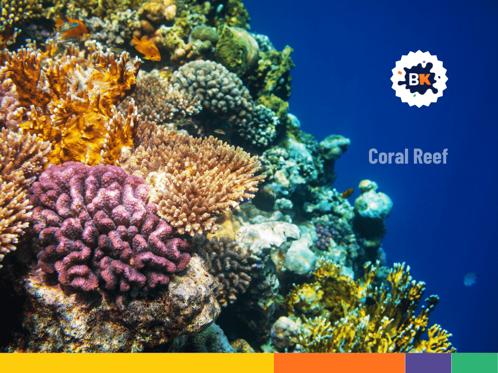 Coral Reefs Are Not Plants Coral Reefs Are Not Plants
