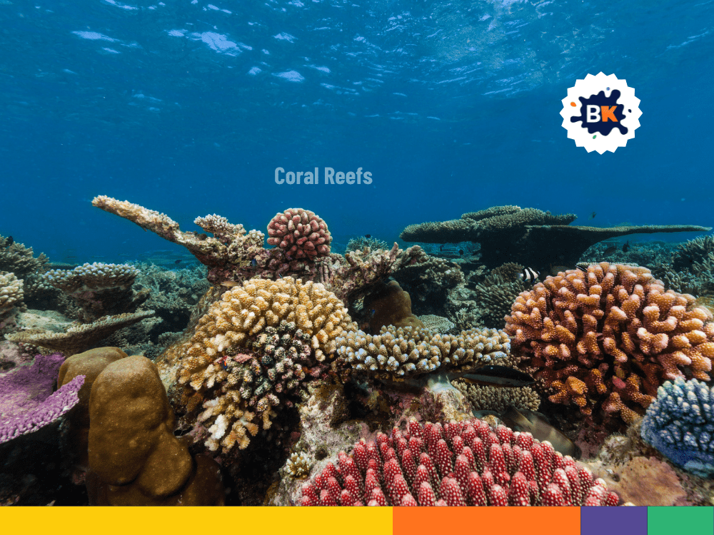 Coral Reefs in Mauritius Coral Reefs in Mauritius