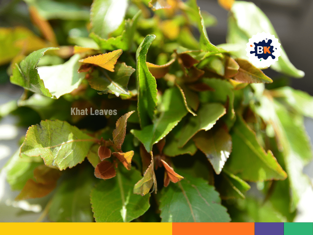 Djibouti's Khat Leaves Djibouti's Khat Leaves