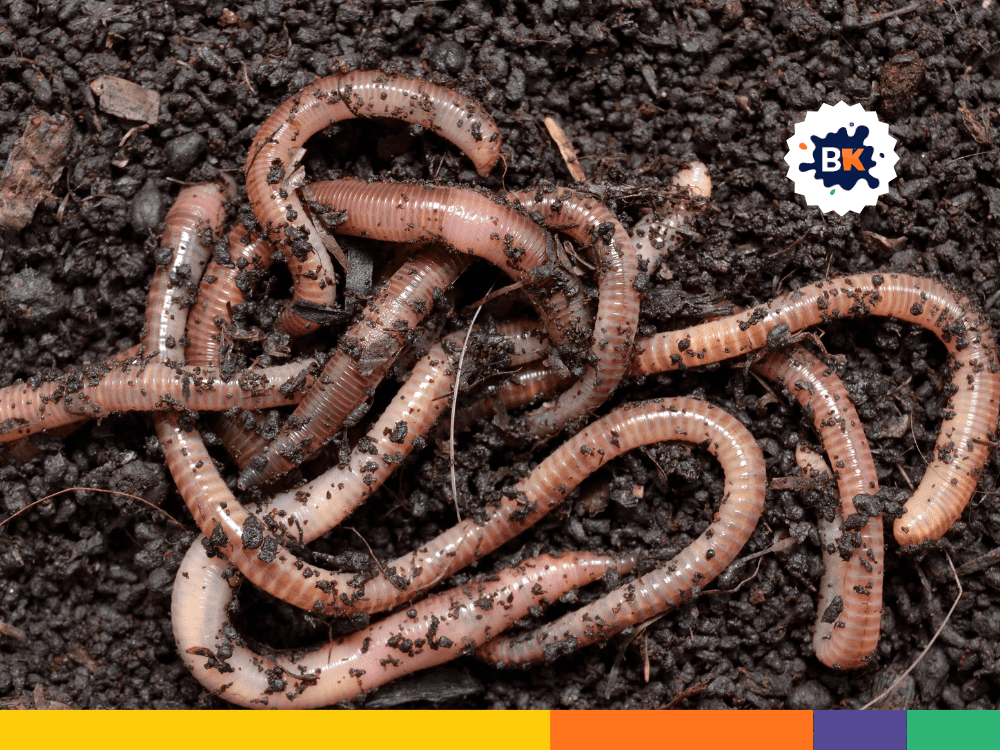 Earthworm Belongs To The Phylum Annelida Earthworm Belongs To The Phylum Annelida