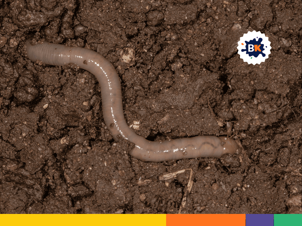 Earthworms Eat Soil Earthworms Eat Soil
