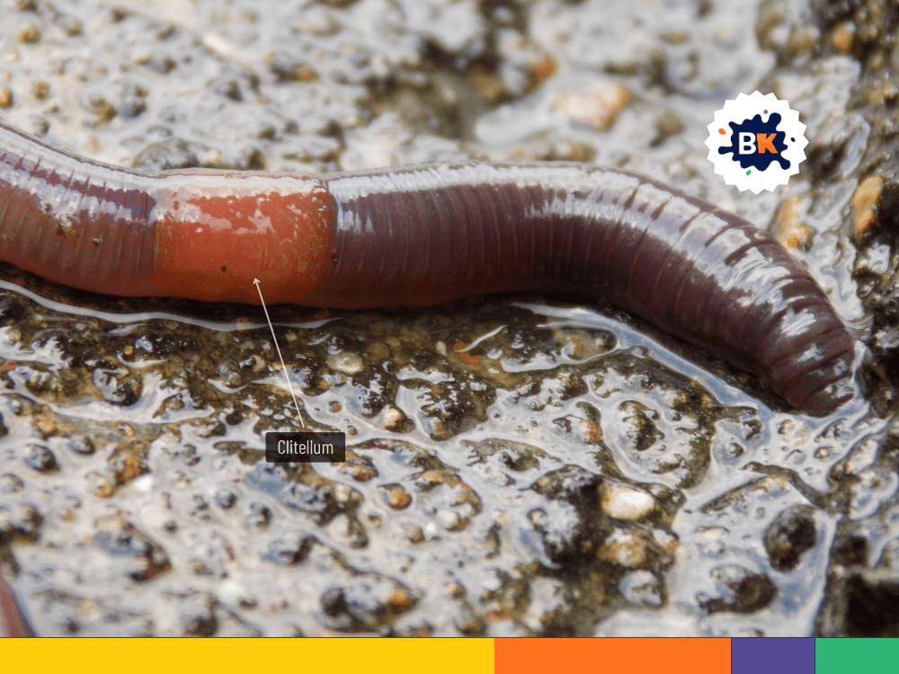 Earthworm's Clitellum Earthworm's Clitellum