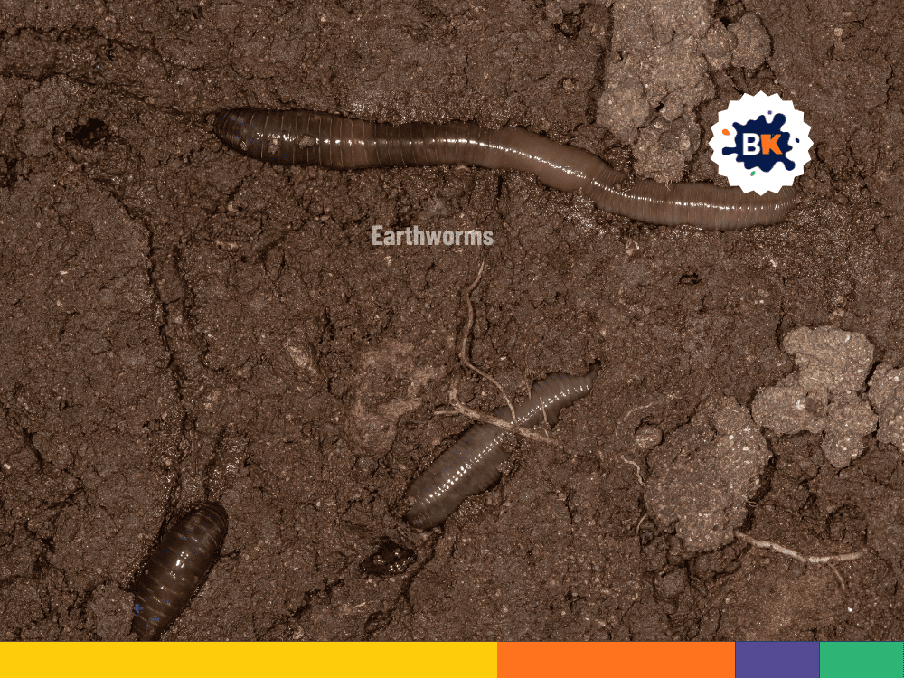Earthworms In Soil Earthworms In Soil