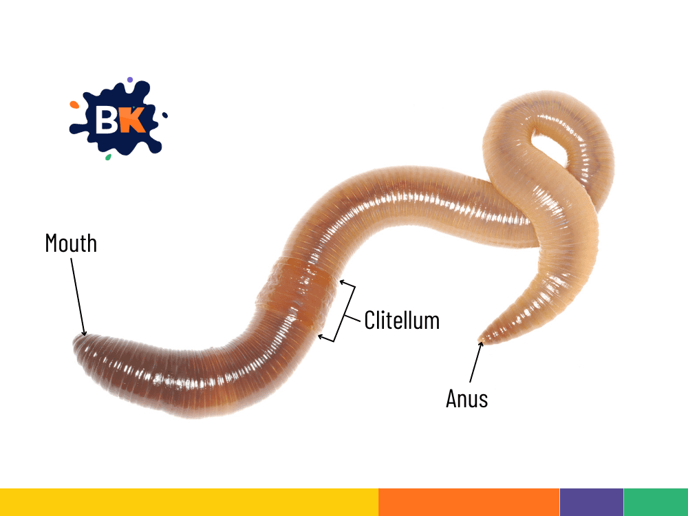 Earthworm's Sense Organs Earthworm's Sense Organs