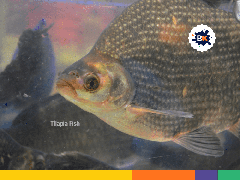 Fishes Can Live In Extreme Environments Fishes Can Live In Extreme Environments