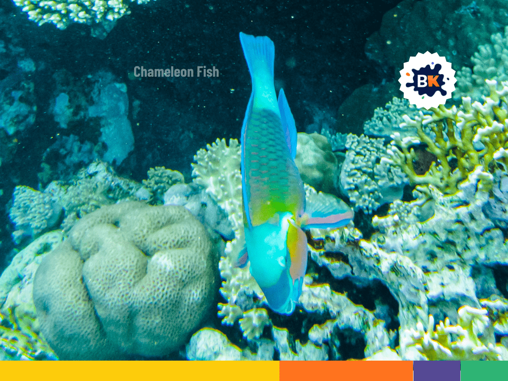 Fishes Change Color Fishes Change Color
