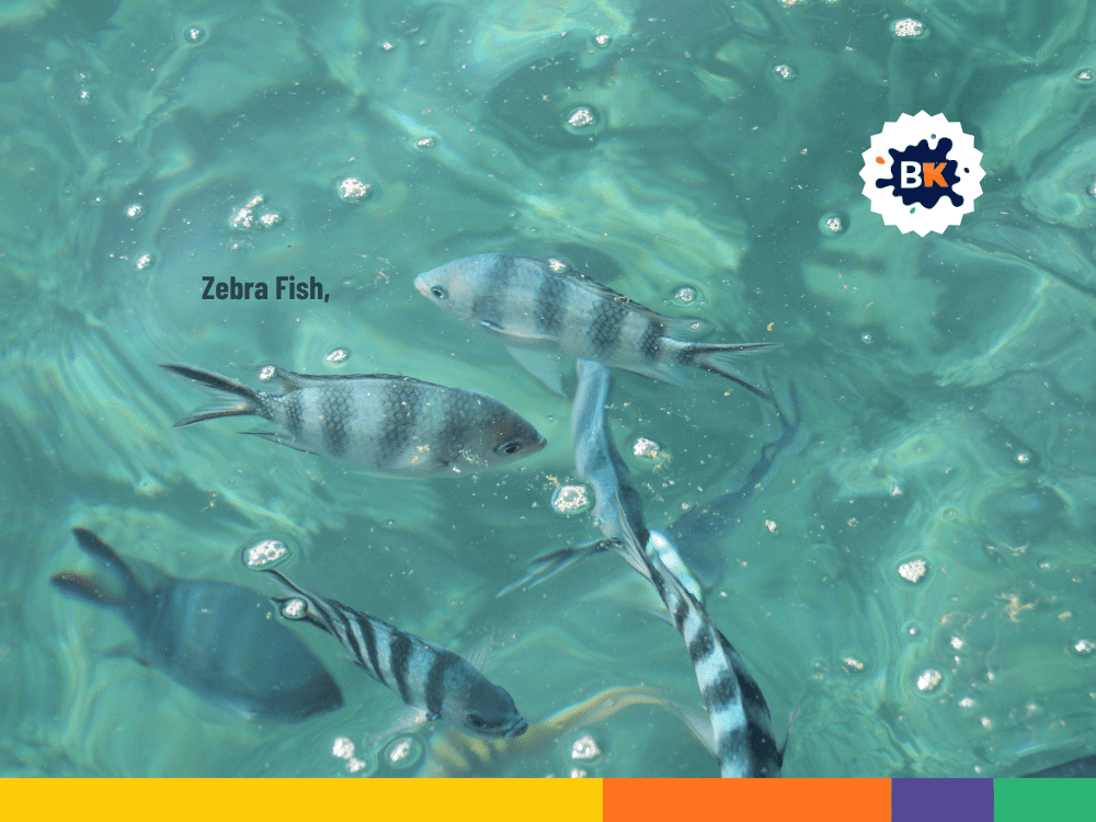 Fishes Help Humans Fishes Help Humans