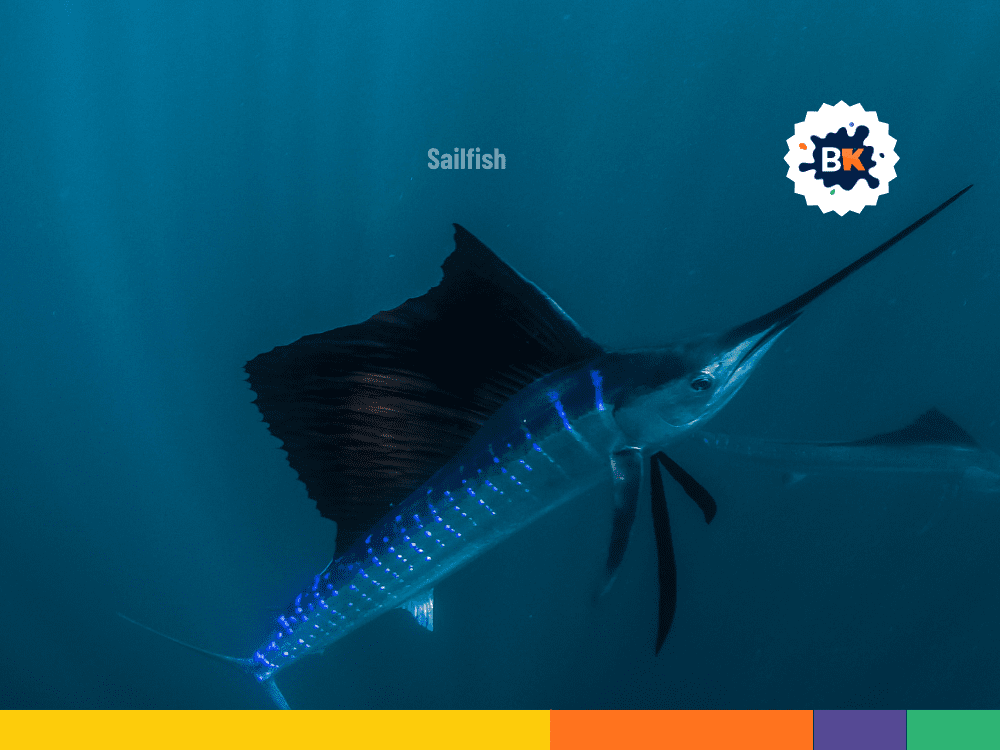 Fishes Swim Speedily Fishes Swim Speedily