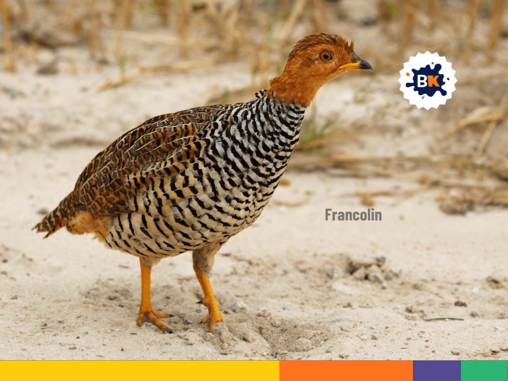 Francolin in Djibouti Francolin in Djibouti