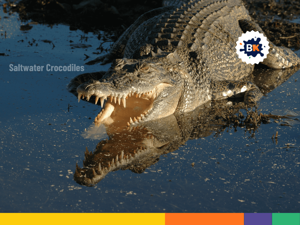 Giant Saltwater Crocodiles in Palau Giant Saltwater Crocodiles in Palau
